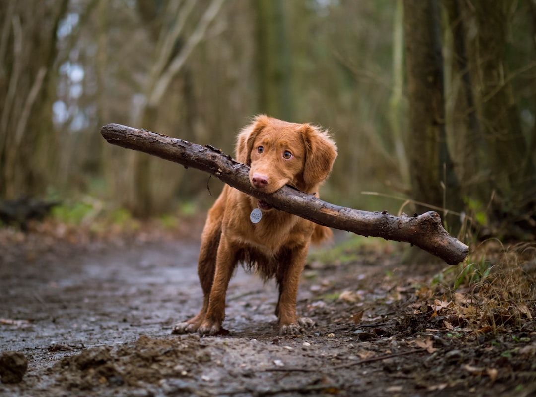 découvrez les races de chiens sensibles au froid et apprenez à protéger vos compagnons à quatre pattes des rigueurs de l'hiver. cette guide vous propose des conseils essentiels pour assurer le bien-être de ces animaux face aux basses températures.