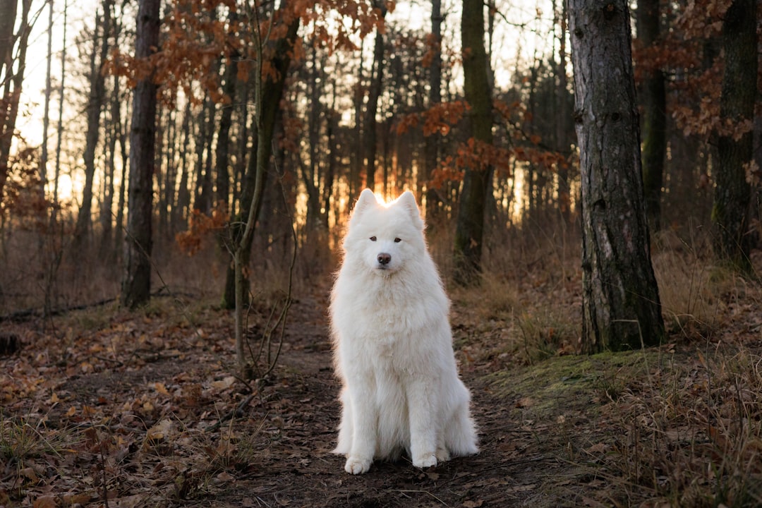 découvrez le monde des animaux les plus adorables ! des animaux aux traits irrésistibles qui feront fondre votre cœur. plongez dans des photos et des anecdotes sur les créatures les plus mignonnes de la planète.
