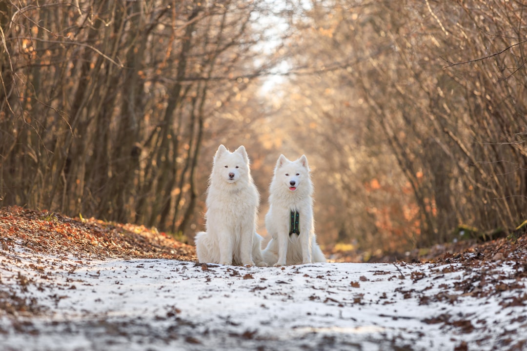 découvrez les animaux les plus adorables du règne animal ! des creux des adorables chiots aux doux visages des chatons, explorez une galerie de créatures irrésistibles qui fondent les cœurs et apportent joie et tendresse.
