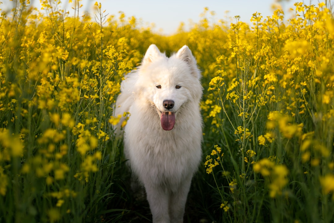 découvrez le monde des animaux les plus adorables ! notre article explore les espèces les plus mignonnes de la planète, vous plongeant dans un univers de douceur et de charme. ne manquez pas ces créatures qui font fondre les cœurs !