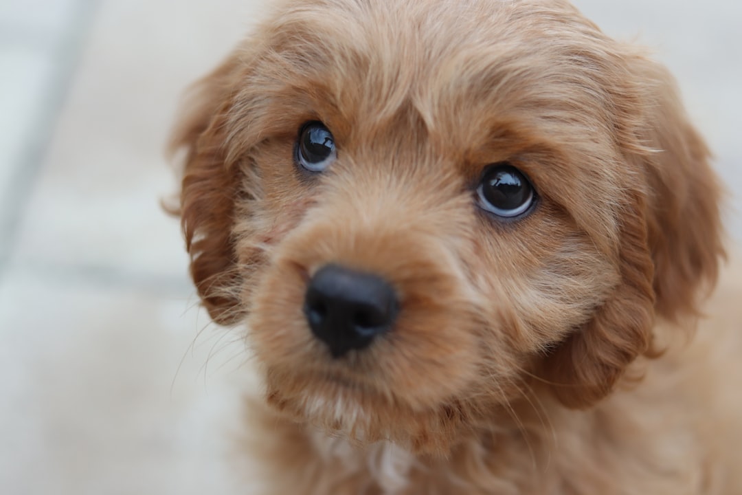 découvrez les animaux les plus mignons du monde, de leurs adorables expressions à leurs comportements charmants. plongez dans un univers de douceur et émerveillez-vous devant ces créatures irrésistibles qui feront fondre votre cœur.