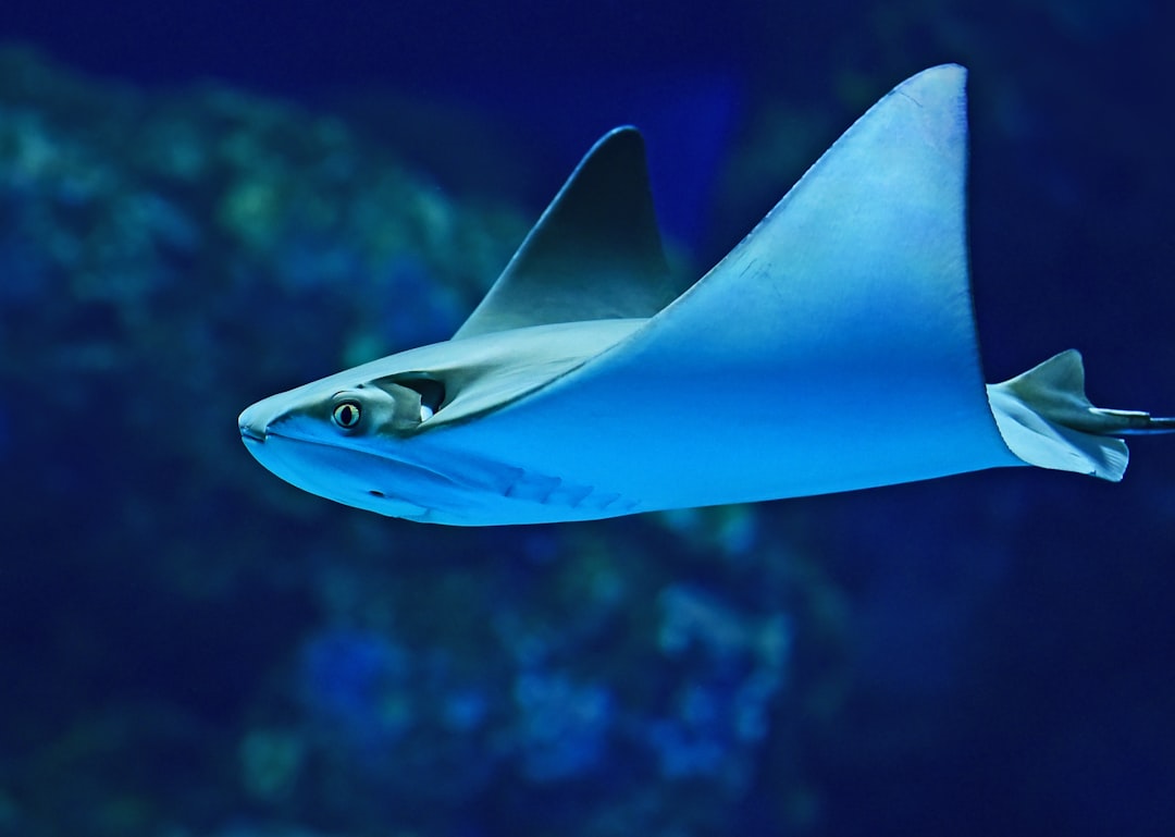 découvrez des solutions efficaces pour éliminer les odeurs de poisson. apprenez des astuces pratiques et des méthodes naturelles pour assainir votre cuisine et profiter d'un air frais.