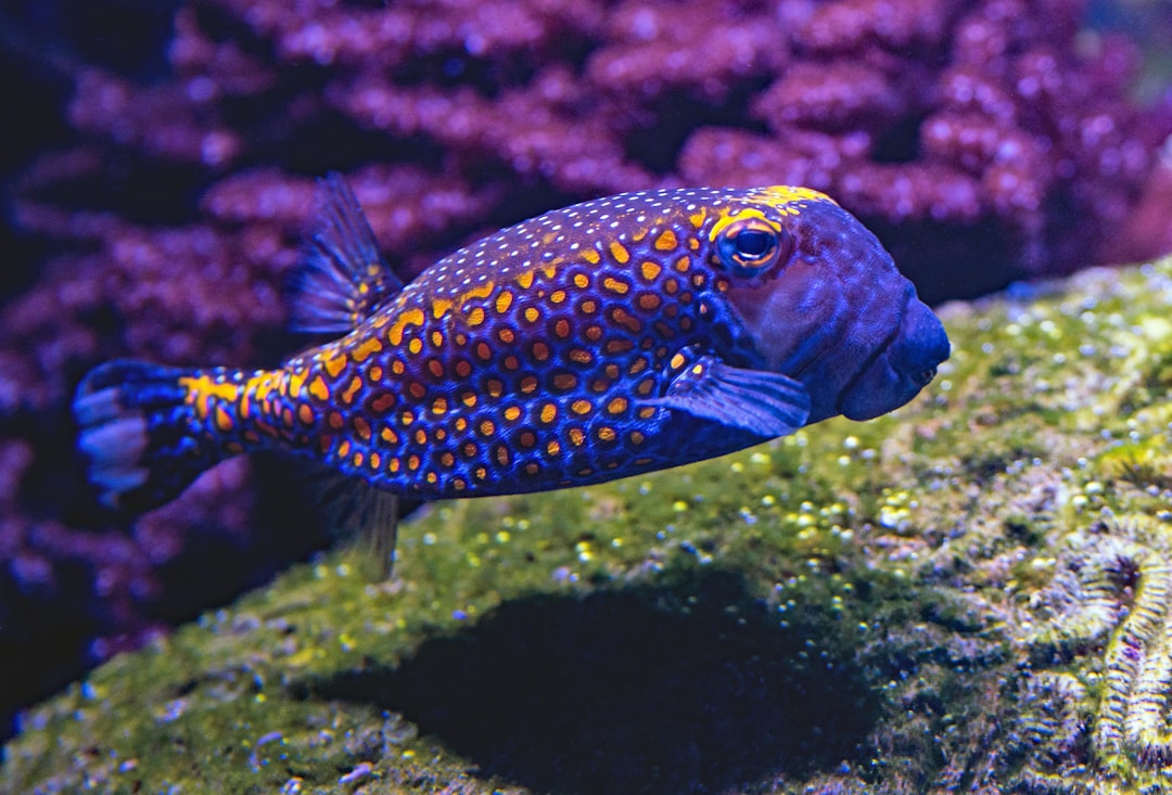 découvrez des solutions efficaces pour éliminer les odeurs de poisson de votre cuisine et de vos ustensiles. profitez d'un environnement frais et agréable grâce à nos conseils et astuces pratiques.