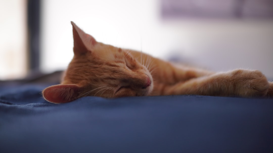 découvrez tout ce qu'il faut savoir sur les chats ginger : leur personnalité, leur apparence, et des conseils pour en prendre soin. adoptez ces compagnons aux pelages flamboyants et apprenez à mieux les comprendre !