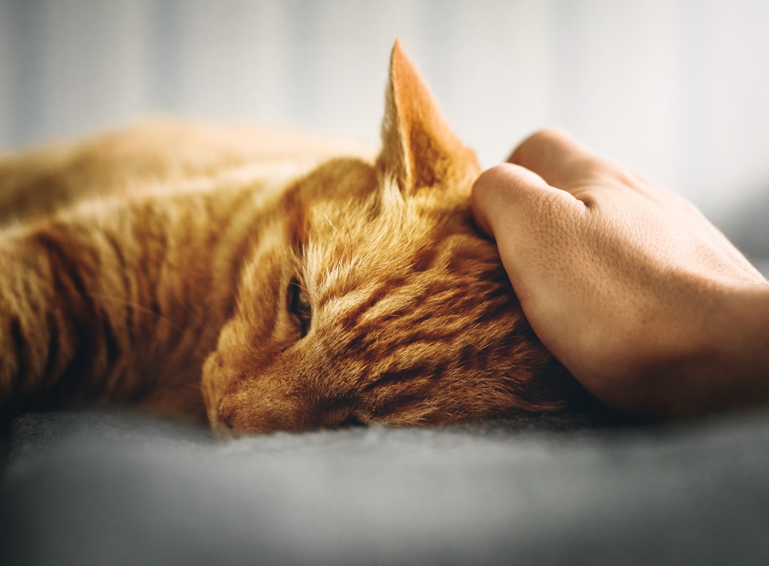 découvrez le monde fascinant des chats ginger ! apprenez tout sur ces magnifiques félins au pelage flamboyant, leur caractère, leurs soins, et pourquoi ils font des compagnons adorables.