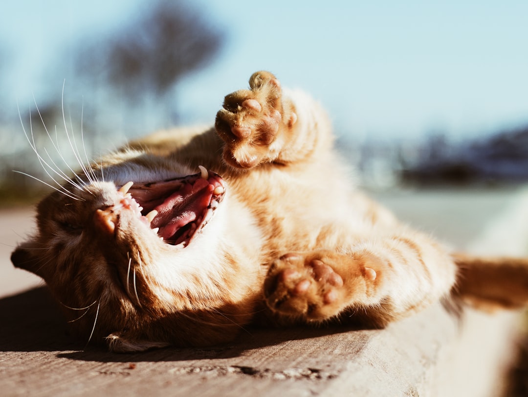 découvrez tout sur les chats ginger : caractéristiques, personnalité et conseils d'élevage. apprenez à reconnaître ces magnifiques félins à la fourrure rousse et appréciez leur charme unique.