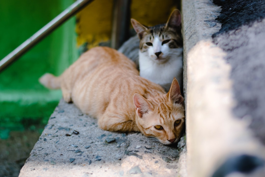découvrez tout sur les chats roux : leurs caractéristiques, leur personnalité unique et des conseils pour en prendre soin. plongez dans l'univers fascinant de ces félins au pelage flamboyant !