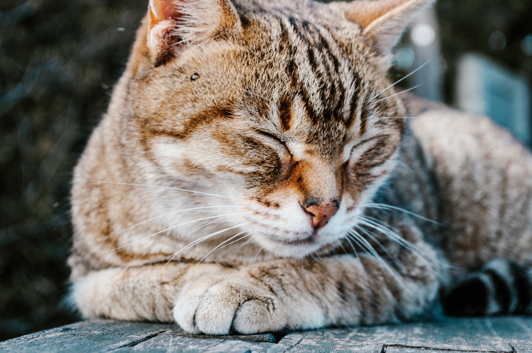 découvrez notre guide complet sur le sexage des chatons, qui vous aidera à déterminer le sexe de votre futur compagnon à quatre pattes. apprenez les techniques et astuces pour identifier facilement si votre chaton est un mâle ou une femelle, tout en veillant à leur bien-être et à leur santé.
