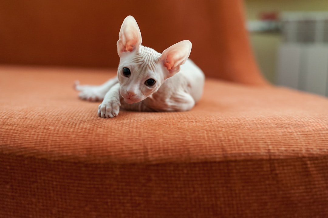 découvrez notre guide complet sur le sexe des chatons : apprenez à identifier le sexe des chatons facilement et avec précision. idéal pour les éleveurs et propriétaires de chats, ce guide vous fournit des conseils pratiques et des astuces indispensables.