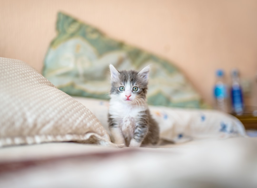 découvrez comment identifier le sexe de votre chaton grâce à notre guide complet sur le sexage des chatons. apprenez les techniques et les astuces pour une identification précise et efficace.