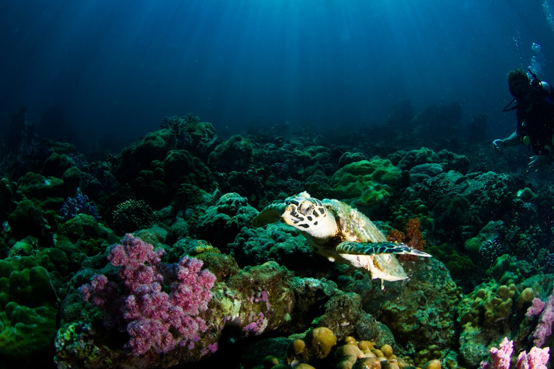 explorez les merveilles des océans : leur biodiversité, leur impact sur le climat et les enjeux de préservation. plongez au cœur de l'écosystème marin et découvrez l'importance vitale des océans pour notre planète.
