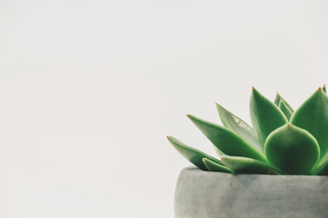 découvrez l'art de l'identification des plantes avec notre guide complet. apprenez à reconnaître les différentes espèces, leurs caractéristiques et comment les préserver. idéal pour botanistes amateurs et passionnés de nature.