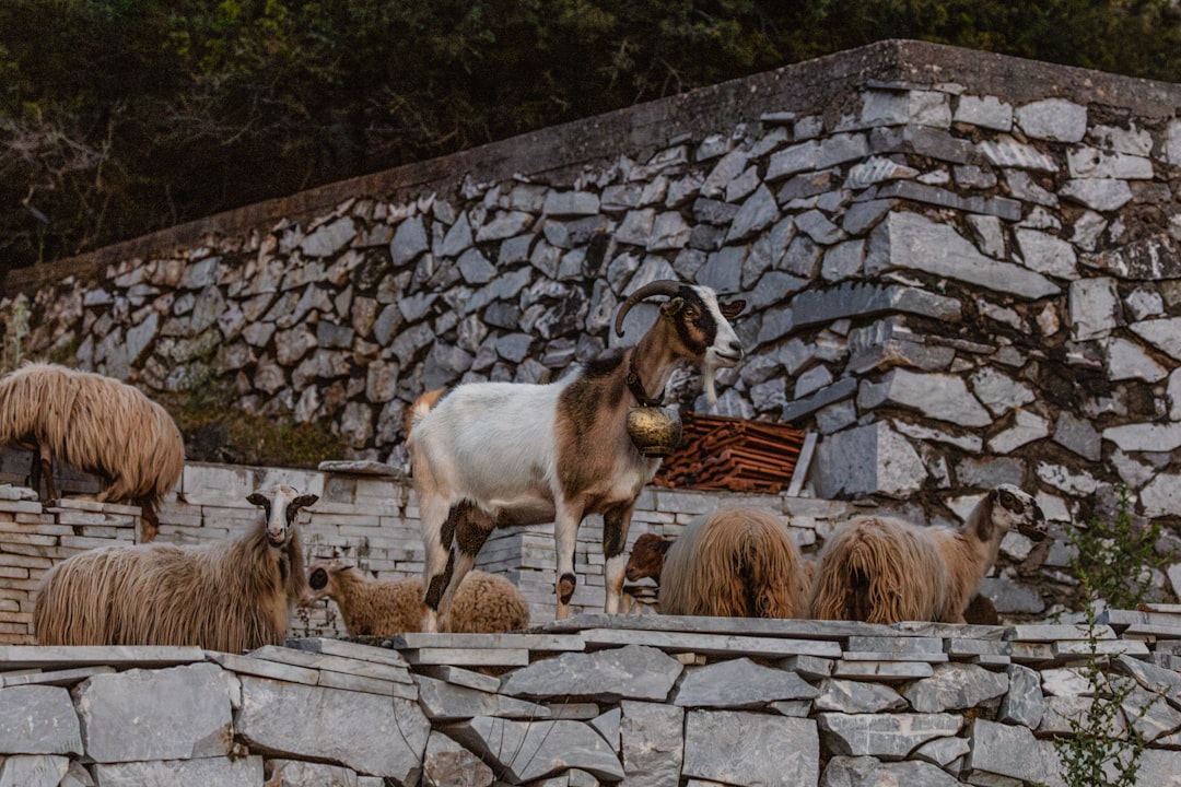 découvrez le concept de 'scapegoat', ou bouc émissaire, qui désigne une personne ou un groupe injustement blâmé pour des problèmes ou des échecs. explorez son origine, son utilisation en psychologie et en société, ainsi que son impact sur les relations humaines.