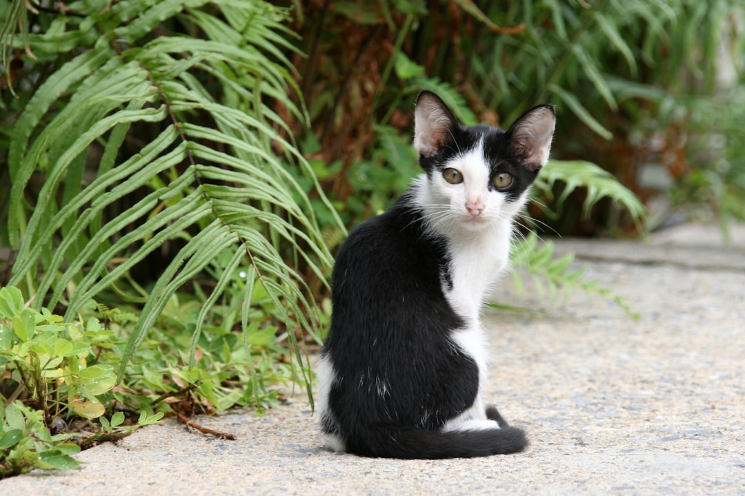découvrez le monde fascinant des chats errants, leur comportement, leur habitat et les efforts pour leur protection et leur bien-être. plongez dans la réalité des félins sans foyer et apprenez comment vous pouvez contribuer à leur survie.