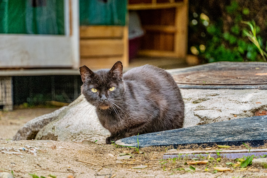 découvrez l'univers fascinant des chats errants, leurs histoires touchantes, leur adaptation à la vie sauvage et les initiatives pour leur protection. explorez comment ces félins indépendants vivent dans nos villes et apprenez à mieux les comprendre.