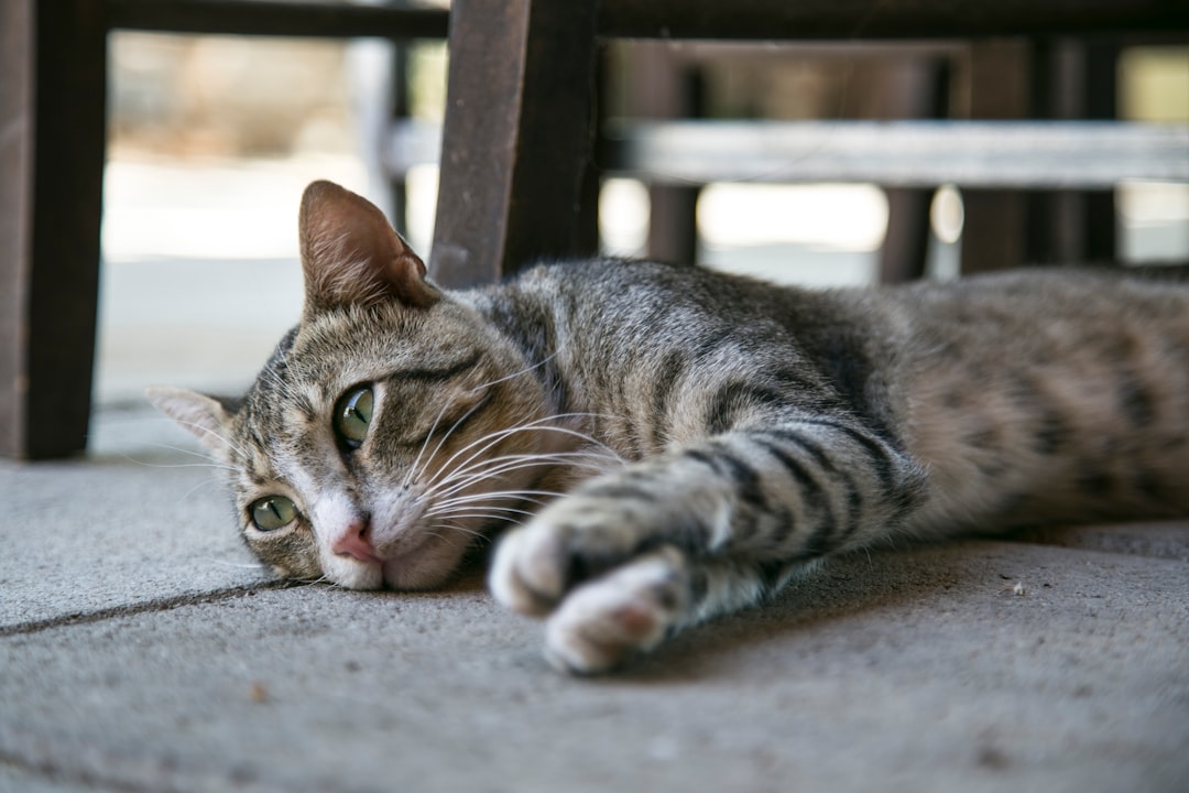 découvrez l'univers fascinant des chats errants, ces félins qui vivent dans les rues et les ruelles. explorez leur comportement, leur adaptation à la vie urbaine et les initiatives de protection qui visent à améliorer leur bien-être.