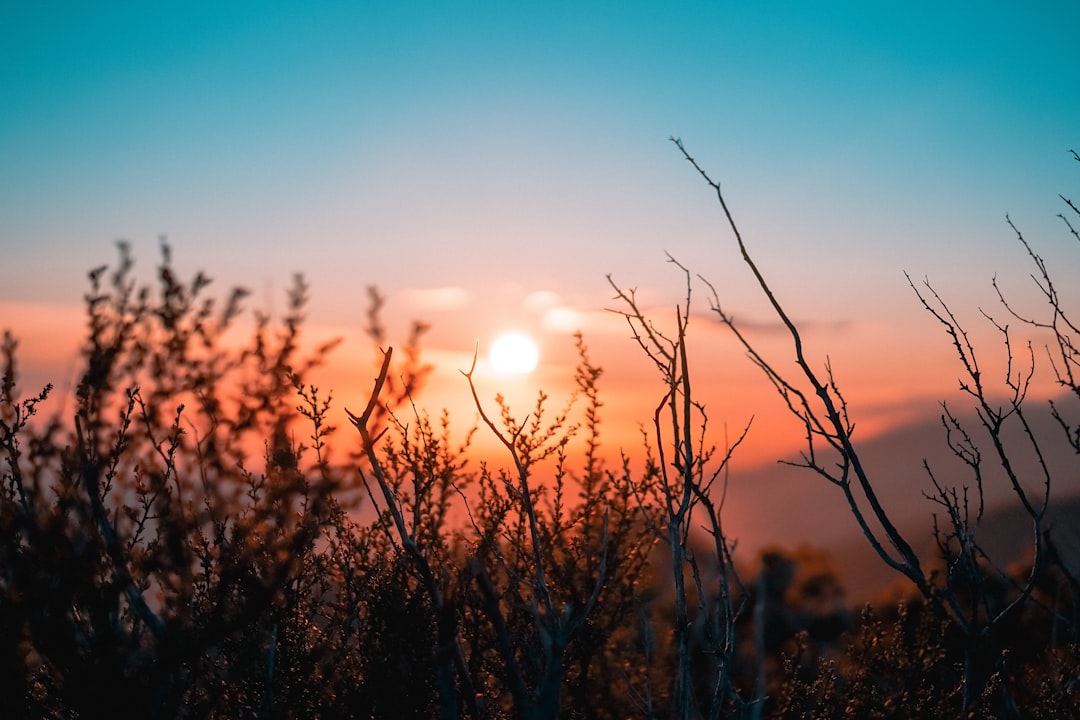 découvrez la beauté envoûtante d'un lever de soleil, où les couleurs flamboyantes du ciel illuminent l'horizon et inspirent un nouveau départ. plongez dans cette expérience visuelle unique et laissez-vous emporter par la magie du matin.