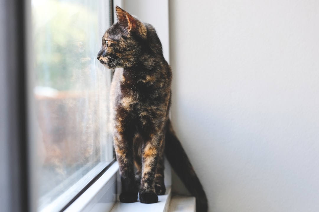 découvrez tout sur les chats écaille de tortue, une race fascinante et colorée, connue pour son pelage unique et son tempérament affectueux. apprenez leurs caractéristiques, soins et comportement dans notre article dédié.