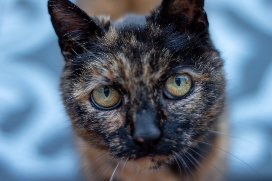 découvrez le fascinant monde des chats tortoiseshell, connus pour leur pelage unique et coloré. apprenez-en davantage sur leur caractère, leurs soins et comment les adopter pour enrichir votre vie quotidienne.