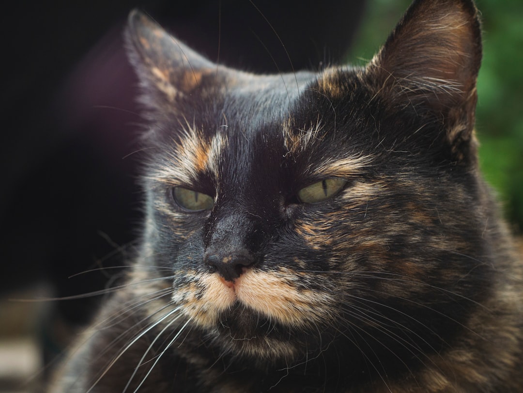 découvrez les chats écaille de tortue, leur caractère unique, leur pelage coloré et leur histoire fascinante. apprenez tout sur ces félins attachants et leurs soins spécifiques.