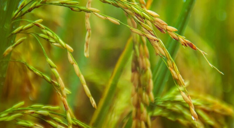 découvrez l'univers du riz, un aliment essentiel dans de nombreuses cuisines à travers le monde. apprenez-en plus sur ses variétés, ses bienfaits nutrionnels et des recettes délicieuses pour sublimer vos plats.