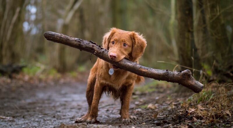 découvrez comment convertir l'âge de votre chien en équivalent humain avec notre guide pratique. apprenez à évaluer la maturité de votre compagnon en fonction de sa race et de sa taille, pour mieux comprendre ses besoins tout au long de sa vie.