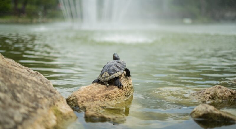 découvrez l'univers fascinant des lacs artificiels, des merveilles d'ingénierie qui allient nature et innovation. apprenez comment ces plan d'eau créent des écosystèmes durables, soutiennent la biodiversité et apportent des loisirs aux communautés. explorez leur impact sur l'environnement et les activités humaines.