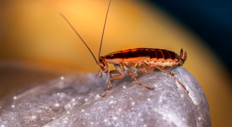 découvrez tout ce qu'il faut savoir sur les cafards : habitat, comportements, méthodes d'élimination et conseils pour prévenir leur infestation dans votre maison.