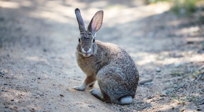 découvrez l'univers fascinant des lapins : leurs comportements adorables, leurs différentes races, et comment en prendre soin pour en faire le compagnon idéal. apprenez tout sur les lapins, de leur alimentation à leur habitat, et faites le bon choix pour votre nouvel animal de compagnie.