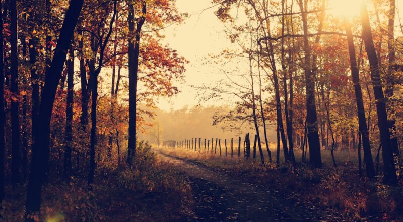 découvrez la beauté éblouissante de l'automne, une saison où les feuilles se parent de teintes flamboyantes et où la nature se prépare pour l'hiver. profitez des balades en forêt, des randonnées, et des moments chaleureux autour d'un feu de cheminée. plongez dans l'ambiance apaisante d'une saison riche en couleurs et en traditions.