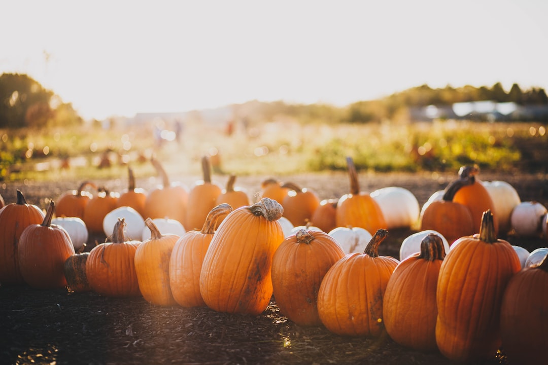découvrez la beauté de l'automne avec ses couleurs chatoyantes, ses paysages pittoresques et ses traditions chaleureuses. plongez dans la magie de cette saison qui invite à la réflexion et à la convivialité.