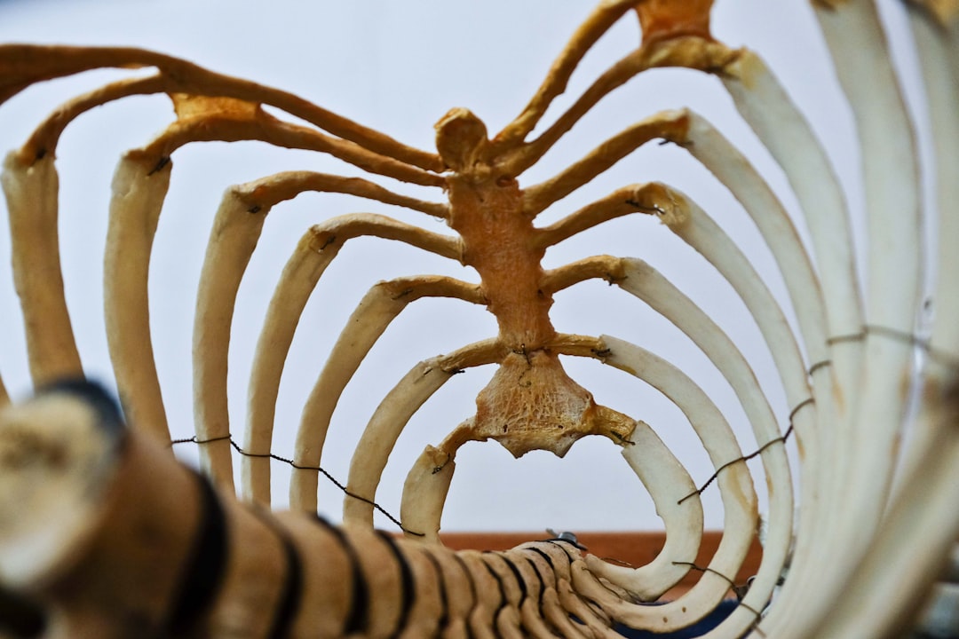 découvrez les mystères des os dans notre article captivant. nous explorons leur rôle essentiel dans le corps humain, leur structure fascinante et les innovations scientifiques qui concernent leur santé. plongez-vous dans le monde des os et apprenez comment les préserver au mieux!