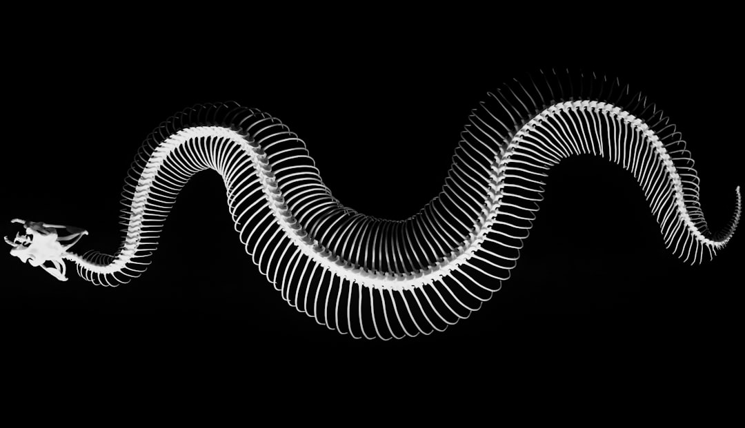 découvrez l'univers fascinant des os, élément essentiel de notre anatomie. apprenez comment ils soutiennent notre corps, leur rôle dans notre santé et les nombreuses anomalies qui peuvent les affecter.