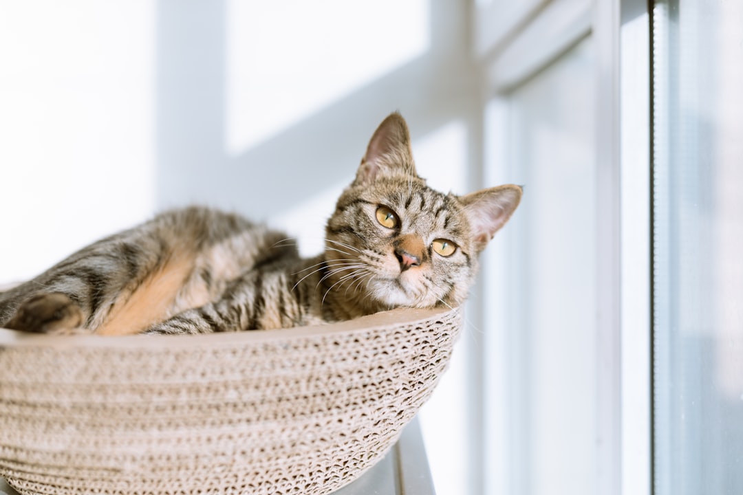 découvrez tout ce que vous devez savoir sur l'espérance de vie des chats. apprenez les facteurs qui influencent leur longévité et comment prendre soin de votre compagnon félin pour qu'il vive une vie longue et en santé.