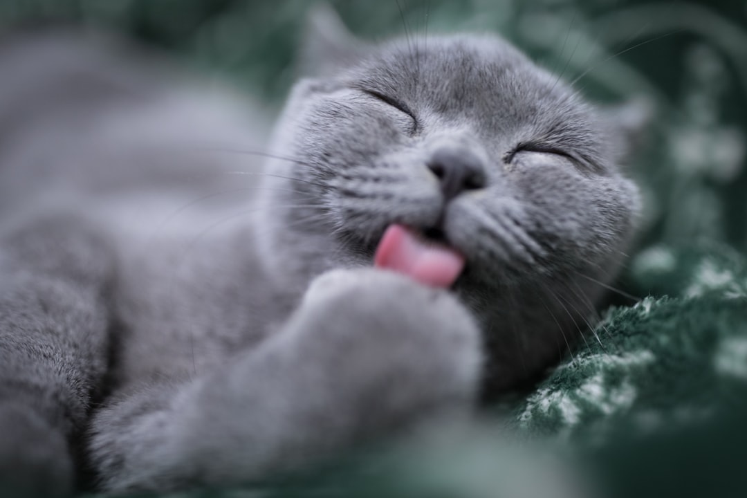 découvrez tout sur la durée de vie des chats : facteurs influençant leur espérance de vie, conseils pour prolonger leur santé et bien-être, ainsi que les différences entre les races. informez-vous pour offrir à votre compagnon félin une vie longue et épanouie.