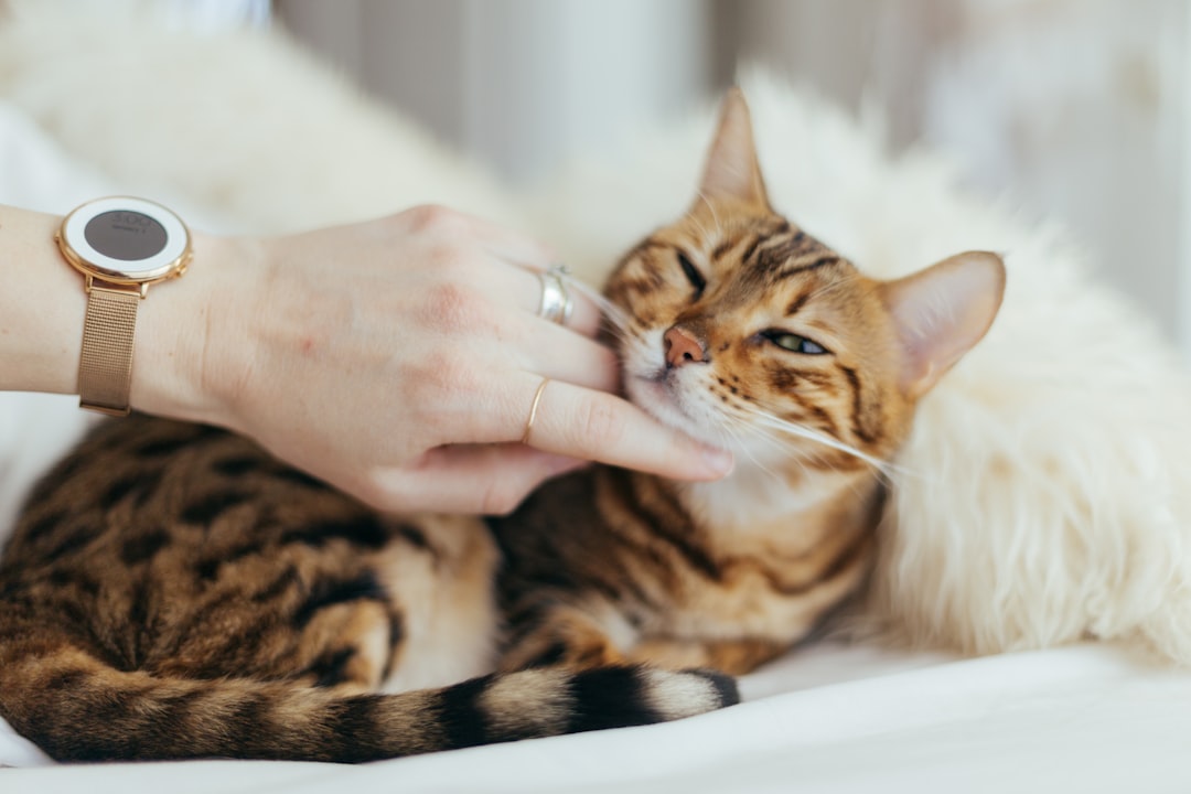découvrez la durée de vie des chats, les facteurs qui influencent leur espérance de vie et des conseils pour assurer la santé et le bien-être de votre compagnon félin tout au long de sa vie.