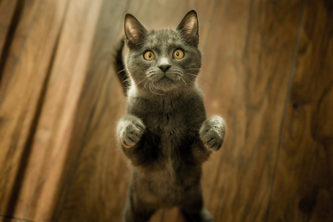 découvrez tout ce qu'il faut savoir sur la durée de vie des chats. explorez les facteurs influençant leur espérance de vie, les soins essentiels à leur santé et des conseils pour assurer une vie longue et épanouie à votre compagnon félin.