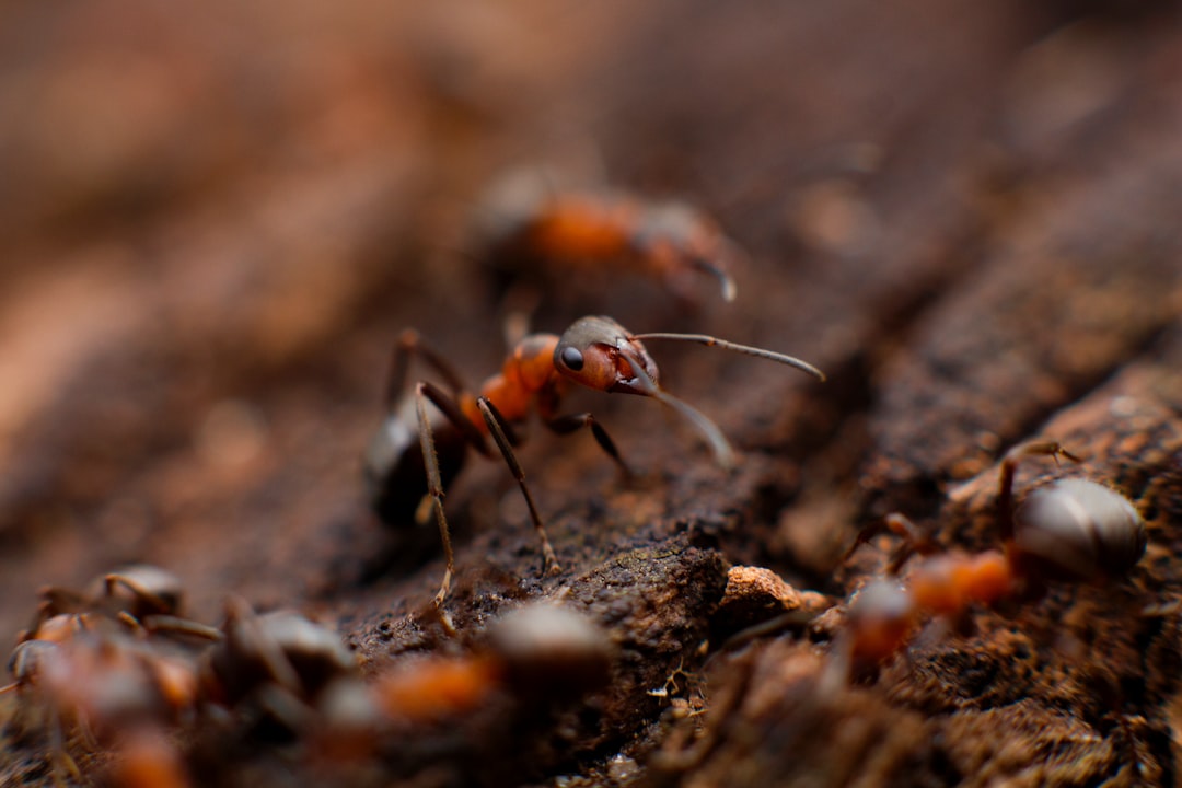 découvrez tout sur les cafards : habitats, comportements, et méthodes efficaces pour s'en débarrasser. informez-vous sur ces insectes étonnants et apprenez à protéger votre domicile.