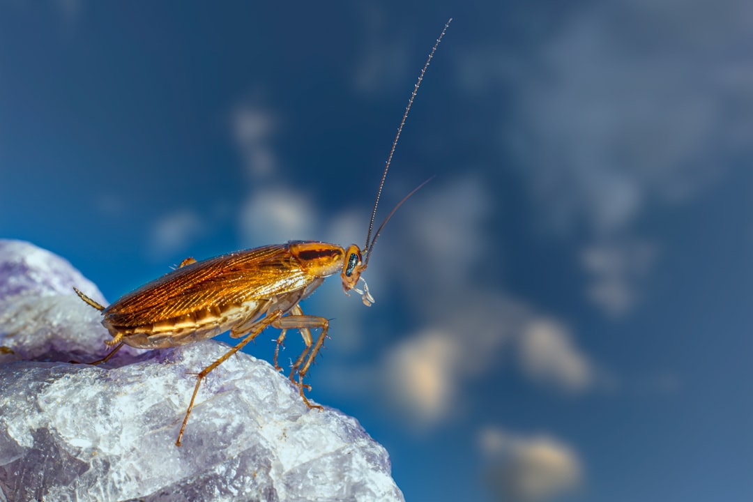 découvrez tout sur les blattes : leur biologie, leur habitat, et les meilleures méthodes pour les garder à distance. informez-vous sur les espèces courantes et les stratégies de lutte efficaces contre ces nuisibles.