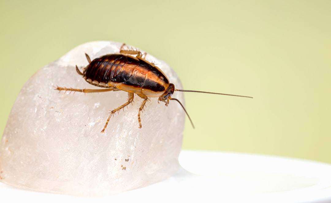 découvrez l'univers fascinant des cafards : comportements, habitats et solutions pour les prévenir dans votre foyer. apprenez à mieux comprendre ces insectes et à les éloigner efficacement.