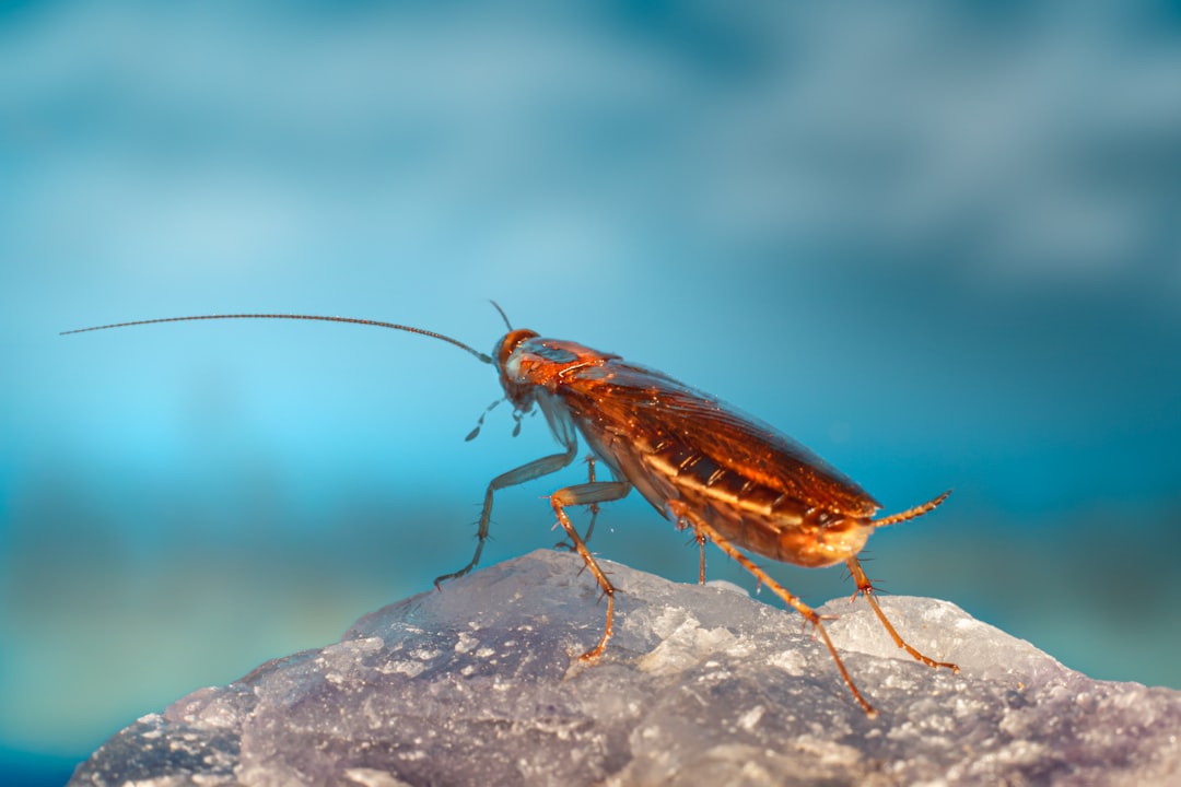 découvrez tout ce que vous devez savoir sur les cafards : leur biologie, leurs habitudes, et des conseils pratiques pour les éloigner de votre maison. informez-vous sur les méthodes de prévention et de lutte efficace contre ces nuisibles.