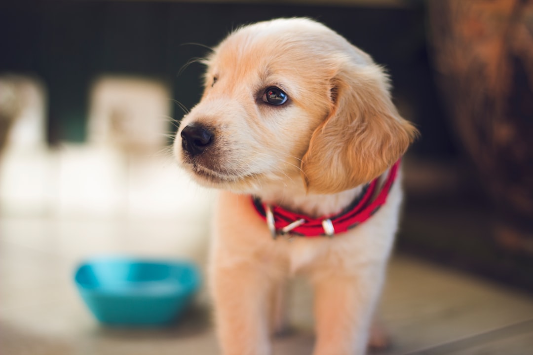 découvrez notre guide complet sur la conversion de l'âge des chiens en âge humain. apprenez à interpréter les différentes étapes de la vie de votre compagnon à quatre pattes et à mieux comprendre ses besoins à chaque âge.
