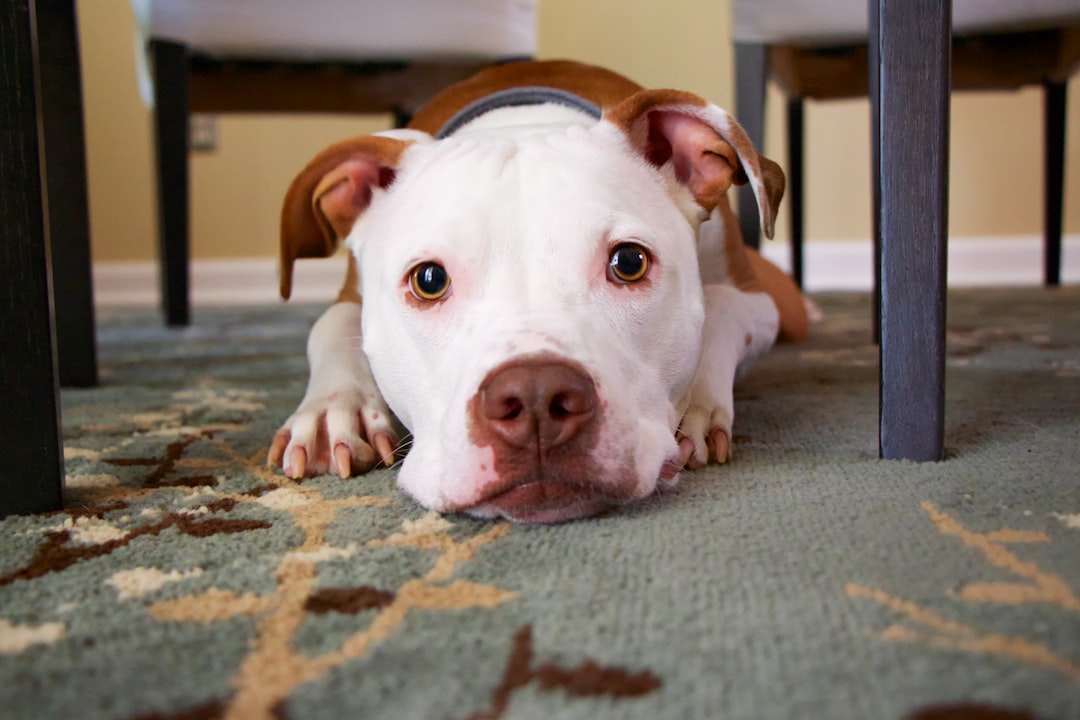 découvrez comment convertir l'âge de votre chien en âge humain avec notre guide pratique. apprenez à évaluer le vieillissement de votre compagnon à quatre pattes et à mieux comprendre ses besoins à chaque étape de sa vie.