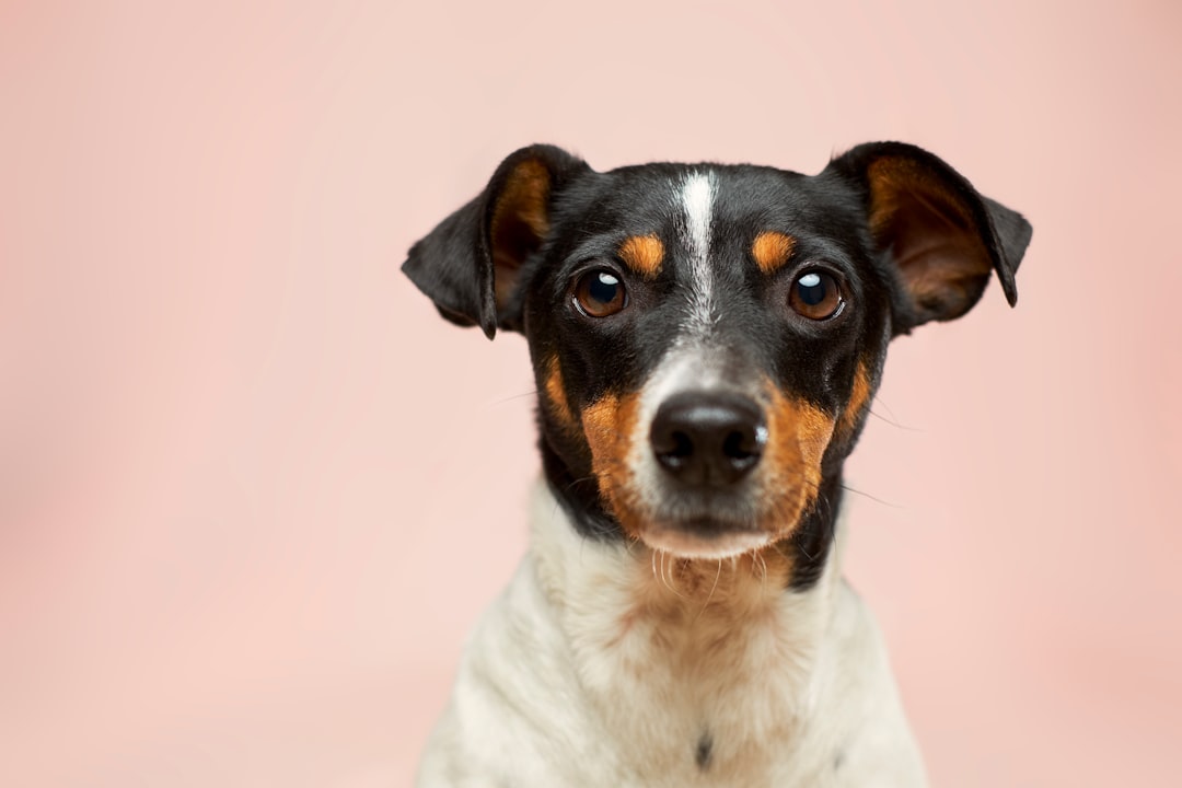 découvrez comment convertir l'âge de votre chien en années humaines grâce à notre guide pratique. apprenez à estimer l'âge de votre compagnon à quatre pattes et à mieux comprendre ses besoins en fonction de sa maturité. idéal pour les propriétaires d'animaux souhaitant offrir le meilleur à leur fidèle ami.