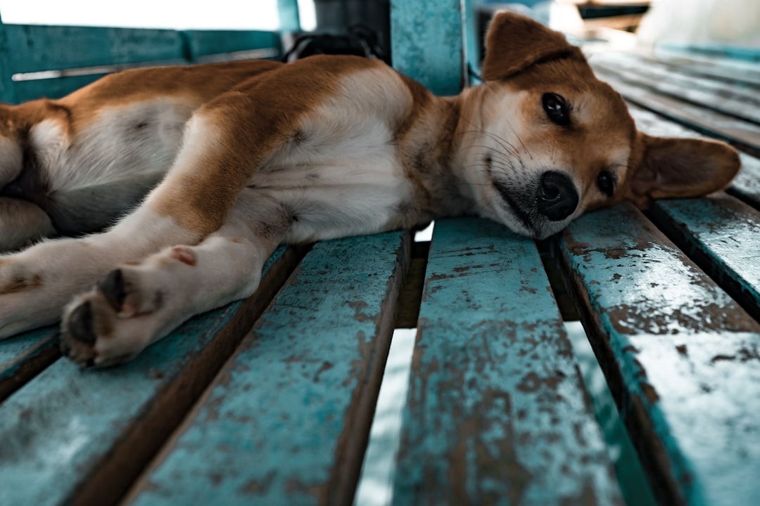 découvrez des idées uniques et originales pour nommer votre chien. que vous recherchiez un nom mignon, amusant ou inspiré par la culture, trouvez le prénom parfait qui correspond à la personnalité de votre compagnon à quatre pattes.
