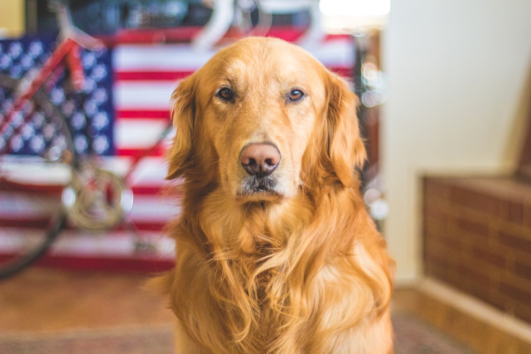 découvrez des idées originales et amusantes pour nommer votre chien. trouvez le nom parfait qui correspond à la personnalité et au caractère de votre fidèle compagnon.