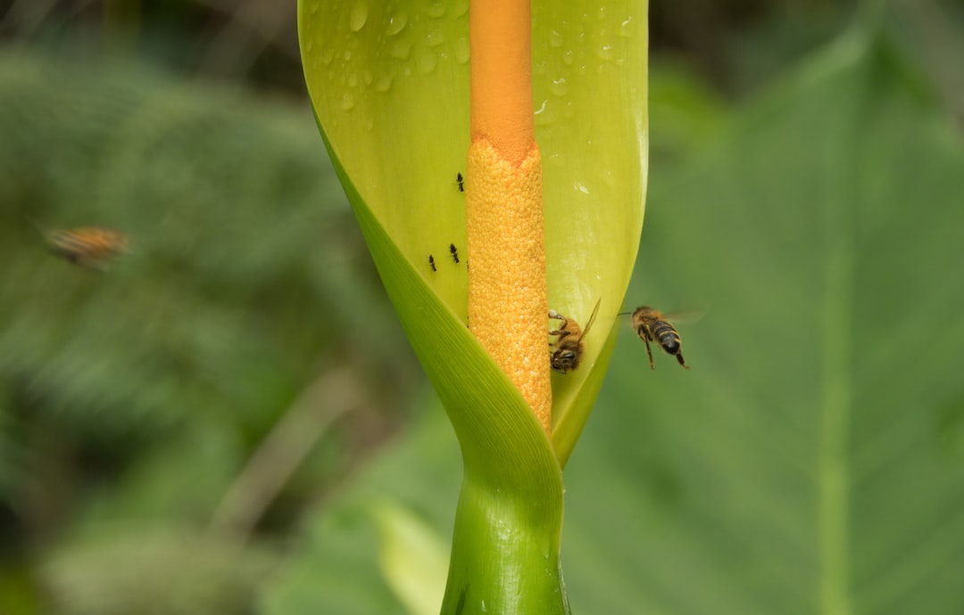 découvrez les techniques de fertilisation essentielles pour améliorer la croissance de vos plantes. apprenez à choisir les bons engrais, à optimiser le sol et à maximiser le rendement de votre jardin grâce à des méthodes efficaces et durables.