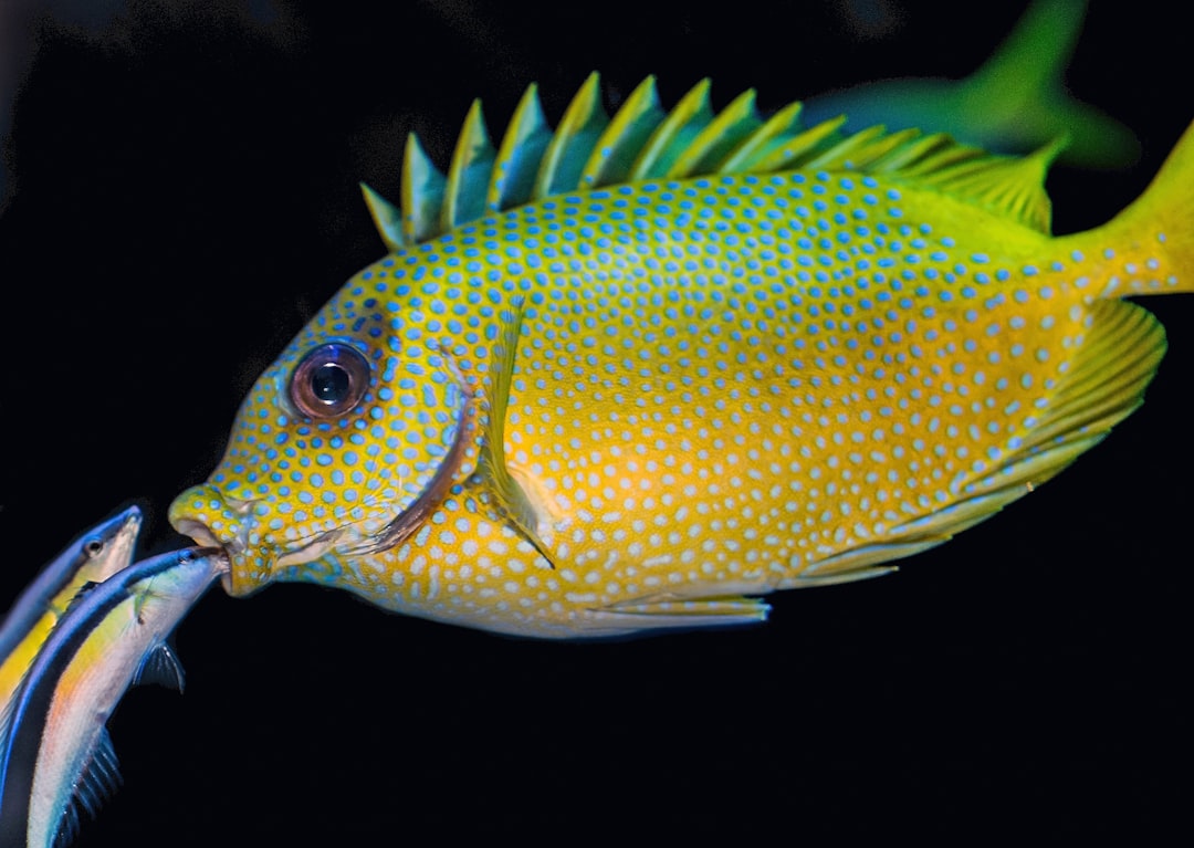 découvrez comment identifier le genre des poissons grâce à des techniques simples et efficaces. apprenez à reconnaître les caractéristiques physiques et comportementales qui distinguent les mâles des femelles dans le monde aquatique.