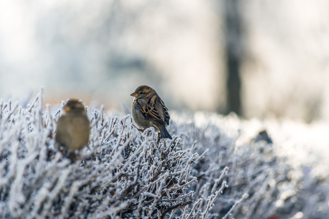 découvrez l'univers fascinant de frost, où le froid devient une source d'inspiration. explorez nos articles sur la beauté de l'hiver, la magie des paysages enneigés et des conseils pour profiter pleinement des plaisirs de la saison froide.