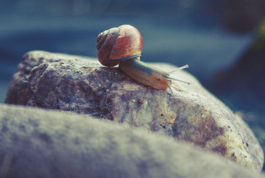 découvrez les serpent les plus venimeux au monde, leur habitat, leurs caractéristiques uniques et les dangers qu'ils représentent. apprenez à les reconnaître pour mieux vous protéger lors de vos voyages dans des régions infestées.